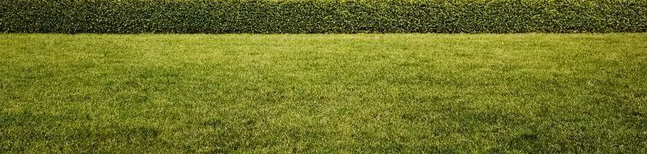 A lawn recently treated by a lawn care company