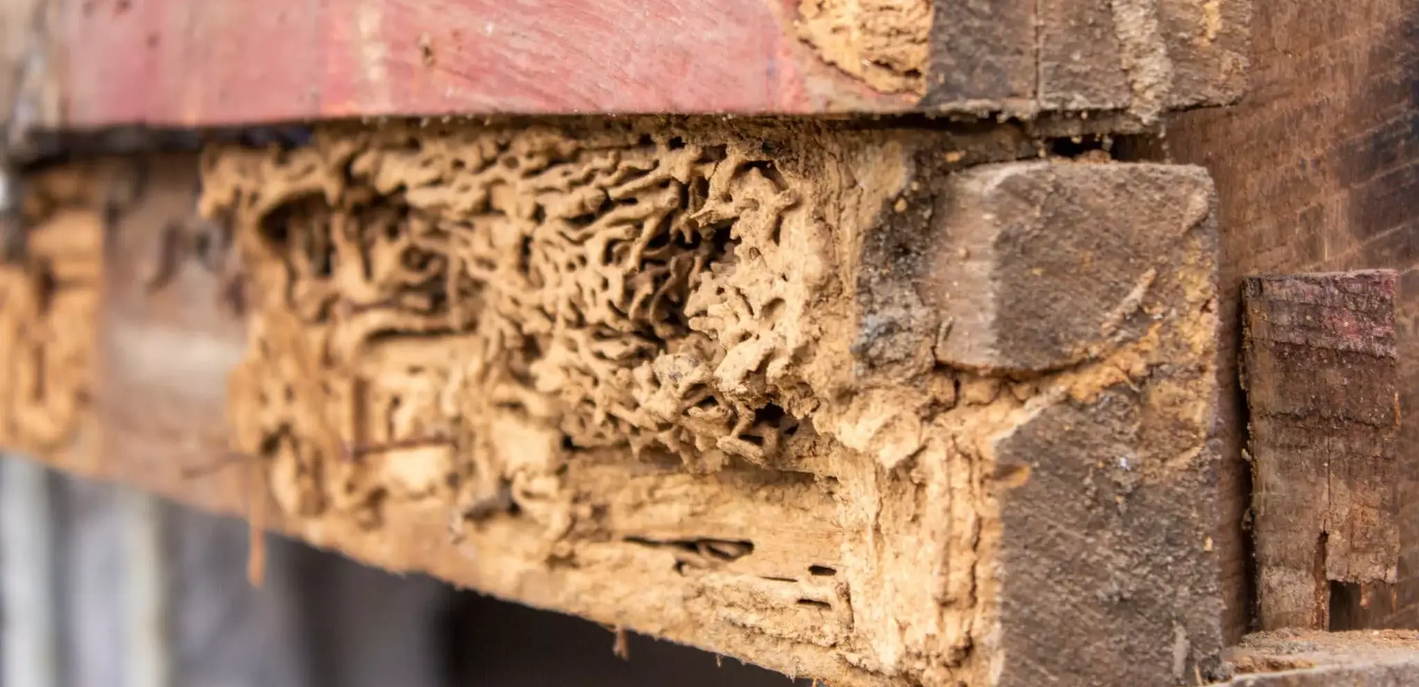 Termite control experts inspecting a home